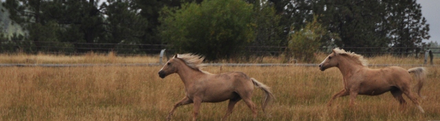 horses
